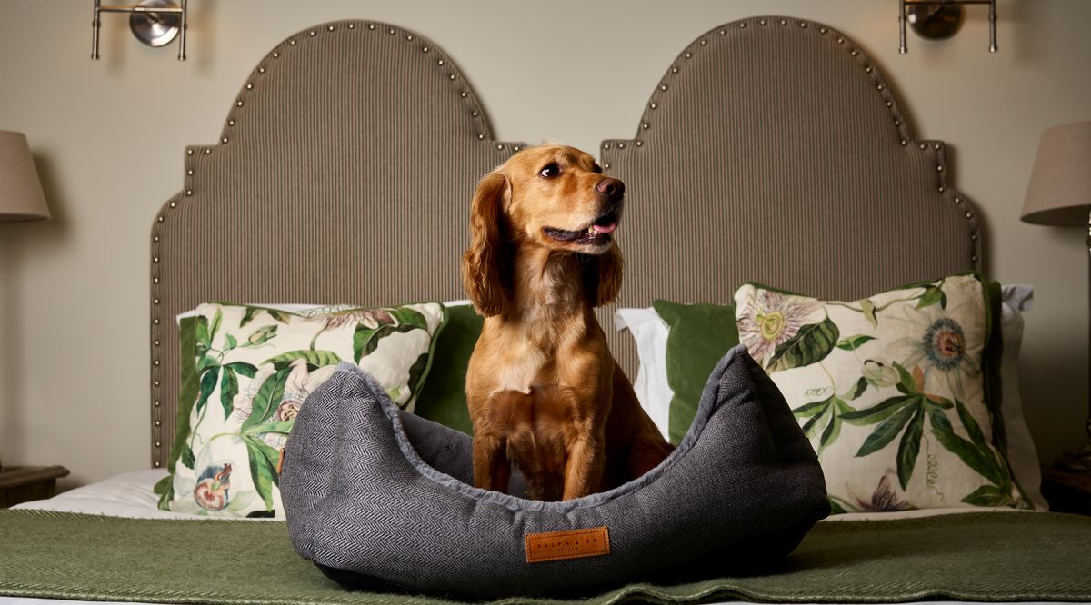 Pooch Parlor Pampered Pooch Boarding Pampered Pooch Hotel Pampered